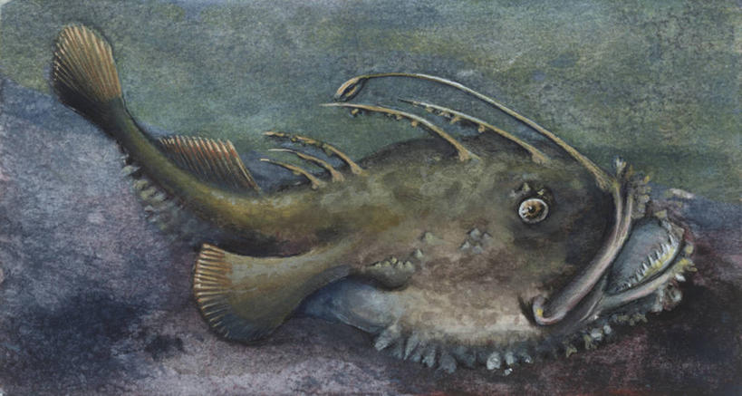 游泳,无人,横图,竖图,插画,数码,科技,海底,野生动物,阴影,科学,网络,高光,几何,计算机图形,合成,图画,画,自然,动物,打开,环境,电脑合成图,数码合成图,生物学,开启,合成图,户外活动,伪装,漫画,安康鱼,写实,具体,具象,深海鮟鱇,彩图,钓鱼,动物学