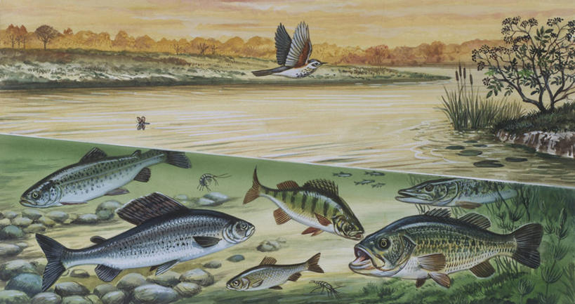 游泳,无人,横图,插画,室外,数码,科技,水下,海洋,河流,水,野生动物,阴影,科学,网络,鸟类,流水,高光,几何,计算机图形,合成,图画,鱼类,画,自然,多样,淡水鱼,环境,电脑合成图,数码合成图,生物学,合成图,漫画,写实,具体,具象,彩图,动物学,淡水