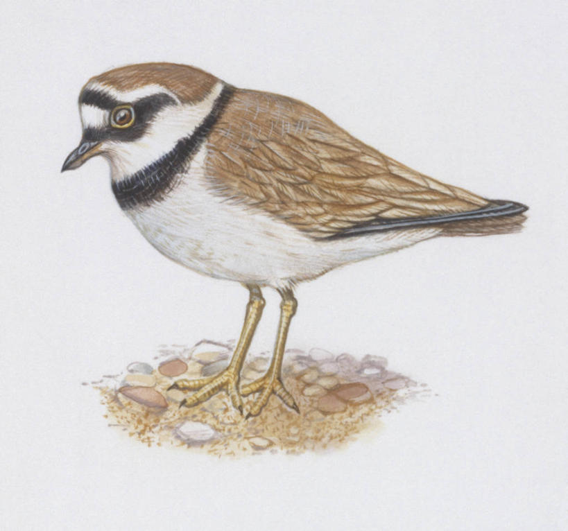 无人,站,横图,插画,室外,白色背景,数码,科技,野生动物,阴影,科学,网络,鸟类,高光,几何,计算机图形,合成,图画,画,白色,自然,动物,环境,电脑合成图,数码合成图,生物学,合成图,漫画,写实,具体,具象,金眶鸻,彩图,动物学