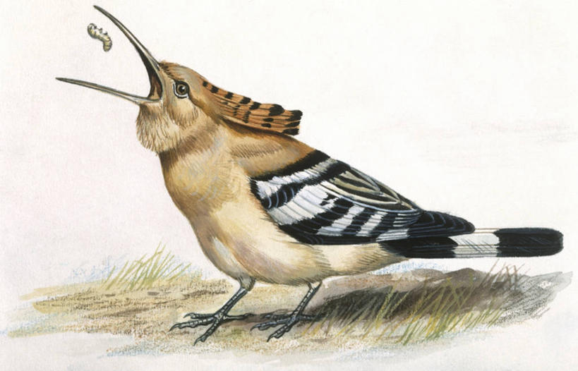 无人,站,横图,插画,室外,白天,侧面,数码,科技,野生动物,阴影,科学,网络,鸟类,高光,几何,计算机图形,合成,图画,画,自然,动物,打开,环境,电脑合成图,数码合成图,接,生物学,开启,合成图,幼虫,漫画,写实,具体,具象,戴胜鸟,喂养,彩图,动物行为,动物学