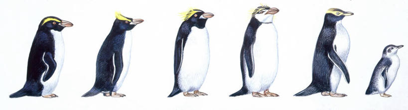 无人,横图,全景,插画,室内,白色背景,侧面,数码,科技,企鹅,野生动物,一排,阴影,整齐,科学,网络,高光,几何,计算机图形,合成,图画,画,排列,白色,自然,动物,可爱,活泼,多样,环境,电脑合成图,数码合成图,生物学,合成图,队列,帝企鹅,漫画,写实,具体,具象,巴布亚企鹅,黄眼企鹅,彩图,影棚拍摄,动物学,冠毛企鹅