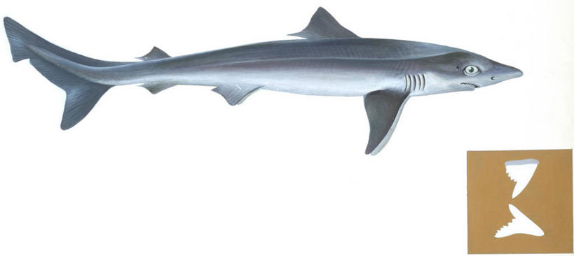 无人,横图,全景,插画,白色背景,侧面,数码,科技,鲨鱼,阴影,科学,网络,鱼,高光,几何,计算机图形,合成,图画,鱼类,海洋生物,画,白色,自然,动物,环境,电脑合成图,数码合成图,生物学,鳍,合成图,水生动物,水生物,凶猛,漫画,海底动物,写实,具体,具象,虎鲨,背鳍,护士鲨,铰口鲨,残暴,凶残,沙鱼,鲛鲨,彩图,鲛,动物学,软骨鱼纲,鳃