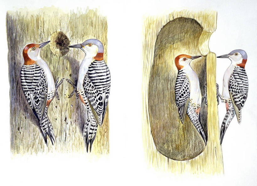 无人,横图,插画,白色背景,侧面,合作,团队,数码,科技,野生动物,啄木鸟,四只,阴影,科学,网络,鸟类,洞,高光,几何,计算机图形,合成,图画,画,树,树干,白色,自然,环境,挖掘,电脑合成图,数码合成图,生物学,合成图,横截面,合伙,漫画,红腹啄木鸟,写实,具体,具象,彩图,动物学