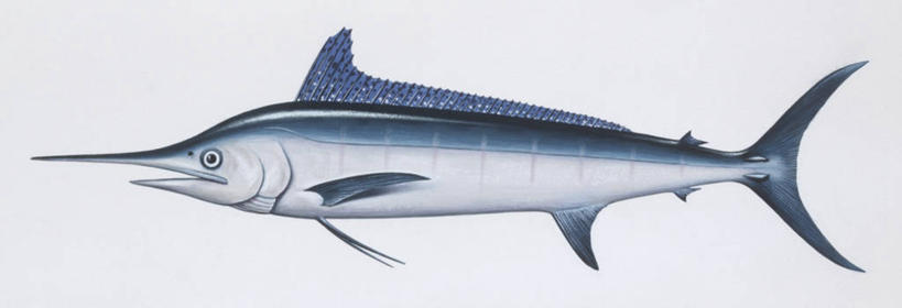 无人,横图,全景,插画,白色背景,侧面,数码,科技,阴影,科学,网络,鱼,高光,几何,计算机图形,合成,图画,鱼类,画,白色,自然,动物,鲈鱼,环境,电脑合成图,数码合成图,生物学,鳍,合成图,漫画,写实,具体,具象,背鳍,花鲈,鲈板,鲈子鱼,马林鱼,彩图,动物学