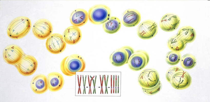 无人,横图,全景,插画,白色背景,数码,科技,一群,许多,阴影,分离,科学,网络,染色体,图表,细胞,很多,高光,几何,计算机图形,合成,图画,画,白色,人体,摄影,电脑合成图,数码合成图,生物学,合成图,分割,漫画,写实,具体,具象,细胞分裂,有丝分裂,减数分裂,彩图