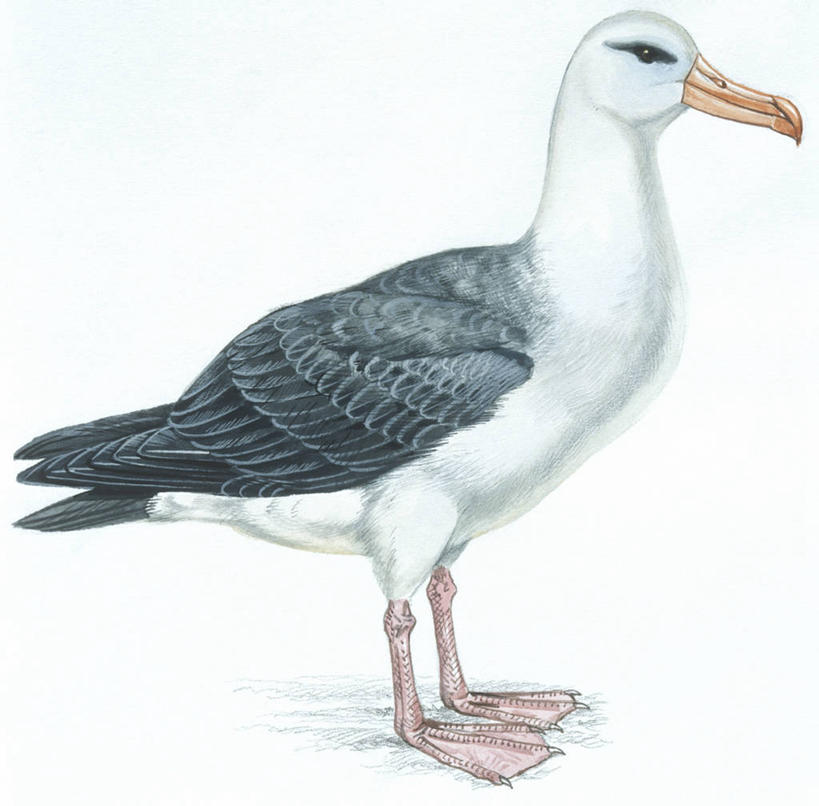 无人,横图,插画,白色背景,侧面,数码,科技,海鸟,野生动物,信天翁,阴影,科学,网络,鸟类,高光,几何,计算机图形,合成,图画,画,白色,自然,动物,环境,电脑合成图,数码合成图,生物学,合成图,漫画,写实,具体,具象,黑眉信天翁,彩图,动物学