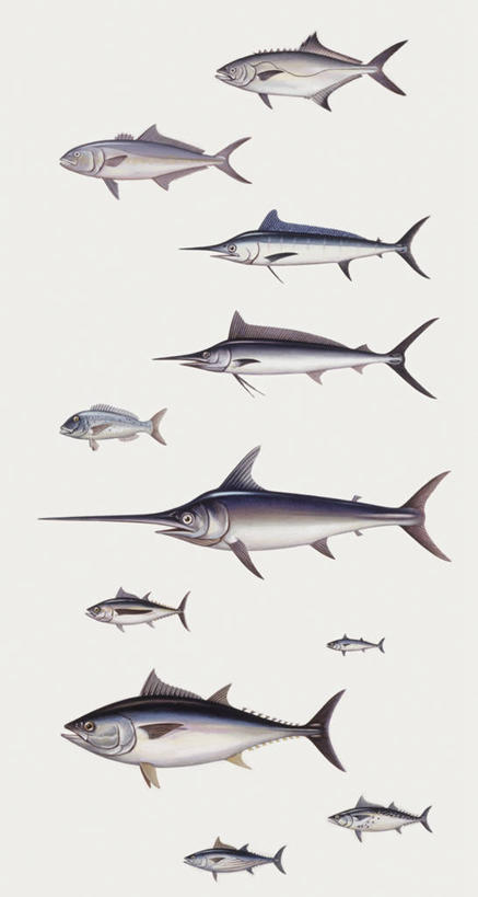 无人,竖图,插画,白色背景,侧面,数码,科技,一群,许多,阴影,科学,网络,鱼,很多,高光,几何,计算机图形,合成,鲔鱼,图画,鱼类,画,白色,自然,鲈鱼,环境,电脑合成图,数码合成图,锋利,生物学,尖锐,鳍,合成图,咸水鱼,漫画,旗鱼,写实,具体,具象,背鳍,花鲈,鲈板,鲈子鱼,彩图,动物学