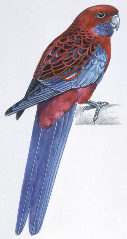 无人,竖图,插画,白色背景,数码,科技,野生动物,阴影,科学,网络,鸟类,高光,几何,计算机图形,合成,图画,画,白色,自然,动物,环境,电脑合成图,数码合成图,生物学,合成图,漫画,写实,具体,具象,热带鸟,红草鹦鹉,长尾鹦鹉,锦鹦,彩图,动物学