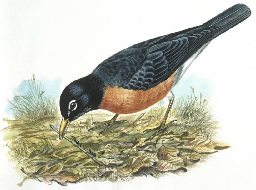 无人,横图,插画,室外,白天,数码,科技,野生动物,叶子,三只,弯腰,阴影,科学,网络,画眉,鸟类,捕食,昆虫,蚂蚁,枝,高光,几何,计算机图形,合成,图画,画,自然,动物,栖息,环境,电脑合成图,数码合成图,接,生物学,合成图,节肢动物,漫画,益虫,写实,具体,具象,嫩枝,彩图,美洲知更鸟,动物学