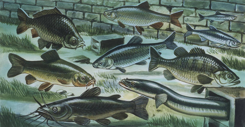 游泳,无人,横图,插画,室外,数码,科技,水下,海洋,河流,水,鲶鱼,野生动物,阴影,科学,网络,墙,流水,高光,几何,计算机图形,合成,图画,砖墙,画,自然,多样,淡水鱼,环境,电脑合成图,数码合成图,生物学,合成图,咸水鱼,漫画,写实,具体,具象,咸水鳗,彩图,动物学,淡水