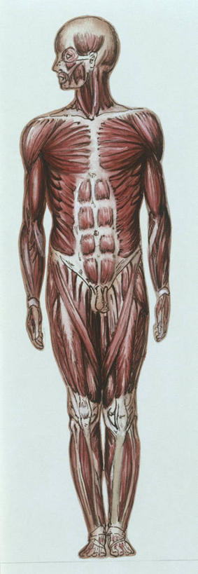 无人,竖图,全景,摄影,生物学,人体结构,彩图