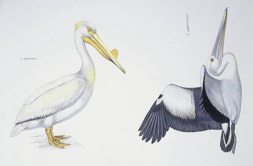 无人,横图,插画,白色背景,侧面,数码,科技,海鸟,野生动物,阴影,科学,网络,鸟类,高光,几何,计算机图形,合成,图画,画,白色,自然,动物,两只,环境,电脑合成图,数码合成图,生物学,合成图,漫画,鹈鹕,写实,具体,具象,澳洲鹈鹕,美洲白鹈鹕,彩图,动物学