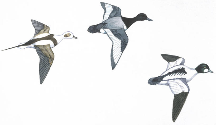 无人,横图,插画,白色背景,数码,科技,鸟,野生动物,三只,阴影,科学,网络,翅膀,鸟类,鸭子,高光,几何,计算机图形,合成,图画,飞,画,白色,自然,动物,可爱,活泼,环境,水禽,电脑合成图,数码合成图,生物学,合成图,漫画,写实,具体,具象,潜鸭,鹊鸭,斑背潜鸭,长尾鸭,彩图,动物学