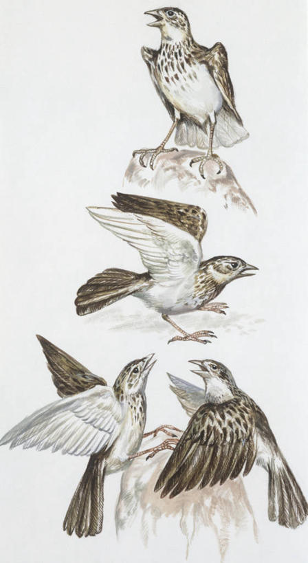 无人,竖图,插画,白色背景,数码,科技,野生动物,四只,阴影,科学,网络,鸟类,高光,几何,计算机图形,合成,图画,飞,画,白色,自然,栖息,环境,电脑合成图,数码合成图,生物学,合成图,漫画,写实,具体,具象,百灵鸟,彩图,动物学