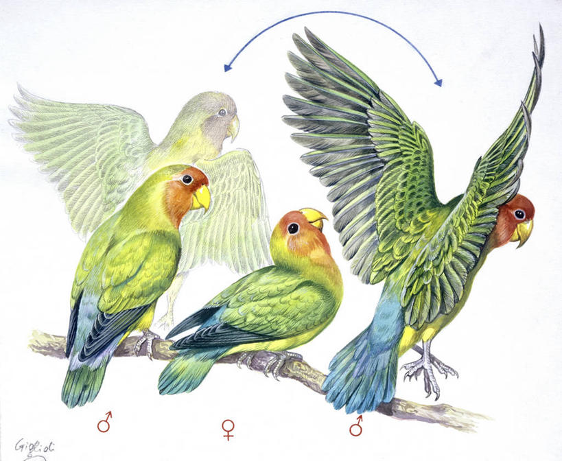 无人,横图,插画,白色背景,数码,科技,野生动物,阴影,科学,网络,翅膀,鸟类,枝,高光,几何,计算机图形,合成,图画,画,白色,自然,动物,两只,环境,电脑合成图,数码合成图,生物学,合成图,漫画,写实,具体,具象,红牡丹鹦鹉,彩图,舞蹈,伴侣,动物行为,动物学