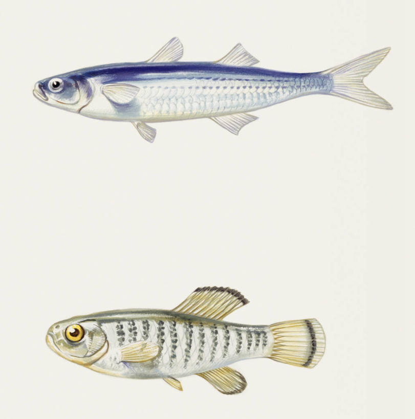 无人,竖图,方图,插画,白色背景,侧面,数码,科技,阴影,科学,网络,鱼,高光,几何,计算机图形,合成,图画,鱼类,画,白色,自然,动物,两只,鲈鱼,环境,电脑合成图,数码合成图,生物学,鳍,合成图,动力设备,漫画,写实,具体,具象,背鳍,花鲈,鲈板,鲈子鱼,彩图,动物学