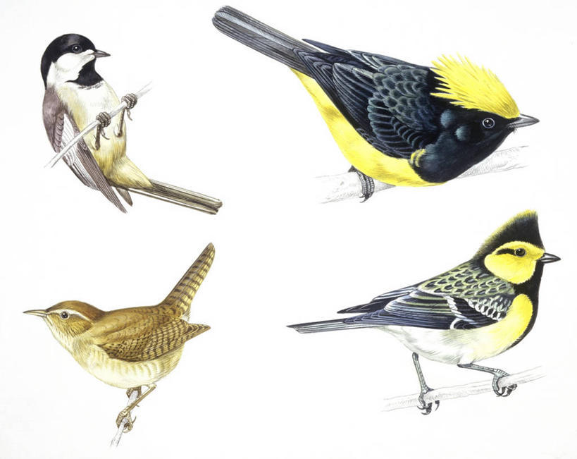 无人,横图,插画,白色背景,数码,科技,野生动物,四只,阴影,科学,网络,鸟类,山雀,高光,几何,计算机图形,合成,图画,画,白色,自然,栖息,环境,电脑合成图,数码合成图,生物学,合成图,漫画,写实,具体,具象,鹪鹩,莺鹪鹩,彩图,动物学