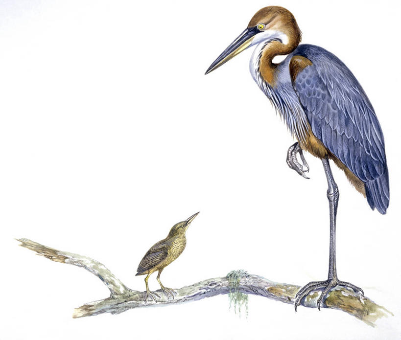 无人,站,横图,竖图,插画,白色背景,数码,科技,野生动物,阴影,科学,网络,苍鹭,鸟类,高光,几何,计算机图形,合成,图画,画,白色,自然,动物,两只,环境,电脑合成图,数码合成图,生物学,鹳,合成图,漫画,写实,具体,具象,巨鹭,彩图,动物学