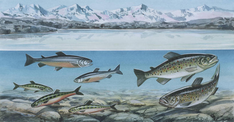 游泳,无人,横图,插画,室外,数码,科技,水下,海洋,河流,山,水,野生动物,鳟鱼,阴影,科学,网络,流水,高光,几何,计算机图形,合成,图画,画,自然,淡水鱼,环境,电脑合成图,数码合成图,生物学,合成图,漫画,写实,具体,具象,彩图,山鳟,动物学,淡水