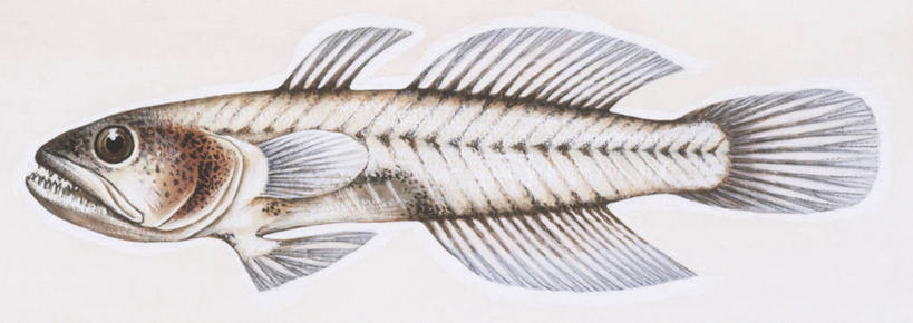 无人,横图,全景,插画,白色背景,侧面,数码,科技,阴影,科学,网络,鱼,高光,几何,计算机图形,合成,图画,鱼类,画,白色,自然,动物,鲈鱼,环境,电脑合成图,数码合成图,生物学,鳍,合成图,咸水鱼,漫画,写实,具体,具象,背鳍,花鲈,鲈板,鲈子鱼,虾虎鱼,彩图,动物学