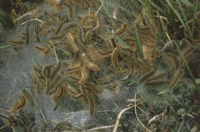 无人,横图,俯视,室外,白天,野生动物,微生物,一群,许多,科学,昆虫,很多,草,自然,动物,摄影,环境,生物学,节肢动物,幼虫,毛虫,原生动物,开端,彩图,高角度拍摄,动物学