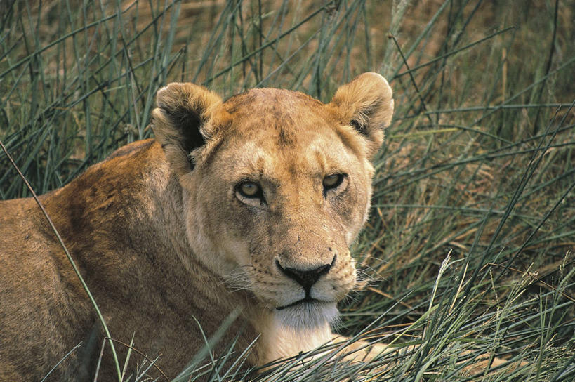 无人,横图,室外,白天,草原,哺乳动物,野生动物,狮子,肯尼亚,科学,雌狮,草,自然,动物,摄影,头像,环境,生物学,国家公园,猫科动物,东非,自然保护区,濒危物种,彩图,马赛马拉,马赛马拉国家保护区,动物学