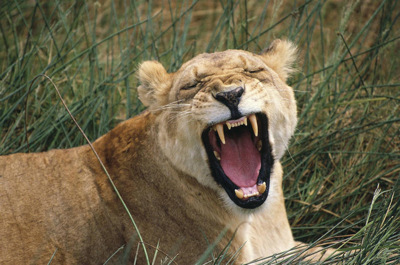 无人,横图,室外,白天,懒惰,草原,哺乳动物,野生动物,狮子,肯尼亚,科学,雌狮,草,自然,动物,打哈欠,打开,张嘴,摄影,头像,环境,生物学,国家公园,开启,猫科动物,张大嘴巴,东非,自然保护区,濒危物种,张开嘴,闭着眼睛,彩图,马赛马拉,马赛马拉国家保护区,动物学
