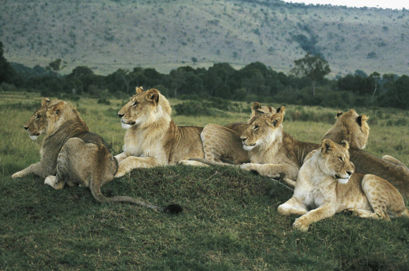无人,横图,室外,白天,草原,哺乳动物,野生动物,狮子,肯尼亚,科学,狮群,自然,动物,摄影,环境,生物学,国家公园,猫科动物,东非,濒危物种,彩图,动物学,郊野公园