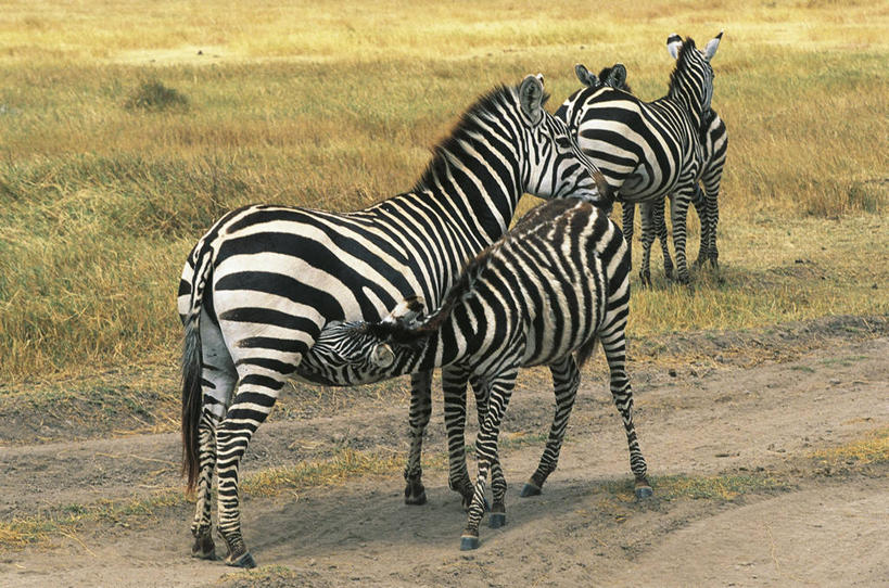 无人,横图,室外,白天,旅游,度假,美景,斑马,哺乳动物,马,貘,野生动物,四只,条纹,科学,哺乳,景观,娱乐,草,自然,动物,平原,享受,休闲,景色,放松,运输,摄影,牲畜,环境,生物学,自然风光,驹,喂养,式样,彩图,动物学