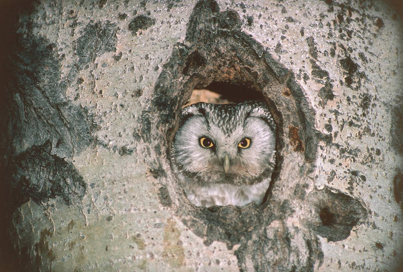 无人,横图,室外,夜晚,猫头鹰,野生动物,科学,鸟类,洞,树皮,树干,自然,动物,摄影,部分,环境,生物学,彩图,动物学