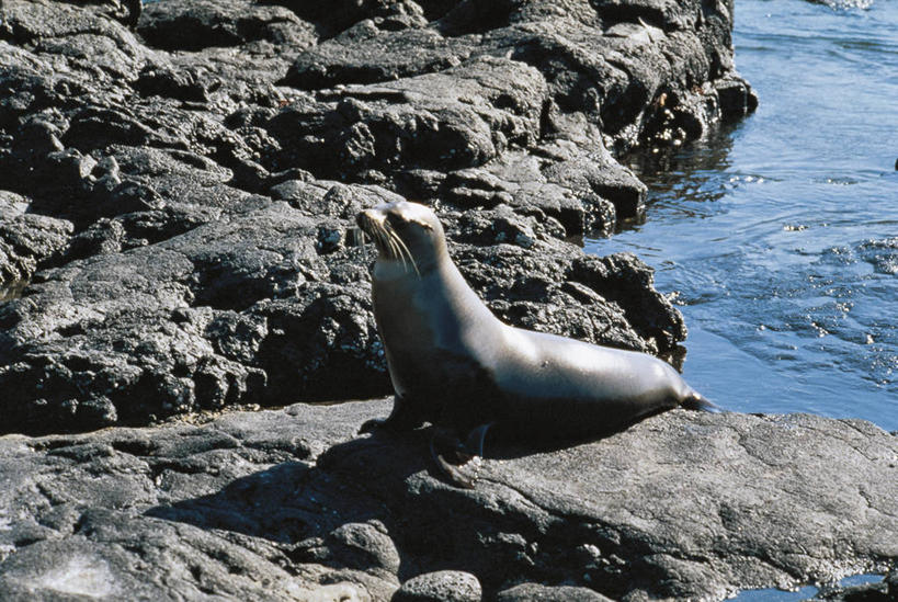 无人,横图,室外,白天,水,哺乳动物,海豹,海狮,野生动物,厄瓜多尔,科学,岛,河岸,水边,自然,动物,南美,摄影,环境,生物学,鳍,拉丁美洲,加拉帕戈斯群岛,加州海狮,自然地理,岩石,彩图,加拉帕戈斯海狮,动物学