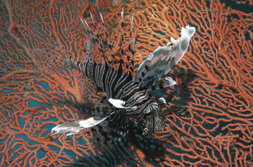 游泳,无人,横图,俯视,室外,白天,水下,野生动物,条纹,科学,鱼,珊瑚,鱼类,海洋生物,无脊椎动物,自然,动物,两只,摄影,鲉,鲈鱼,腔肠动物,环境,生物学,鳍,柳珊瑚,蓑鲉,花鲈,鲈板,鲈子鱼,珊瑚虫,石帆,式样,海团扇,暗礁,彩图,高角度拍摄,动物学