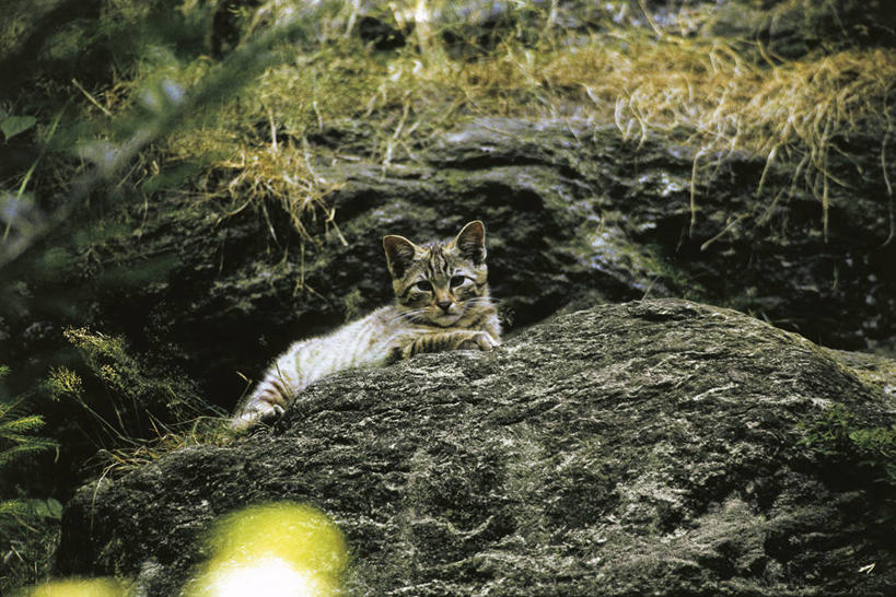 无人,躺,横图,室外,白天,懒惰,森林,山脉,哺乳动物,野生动物,科学,自然,动物,放松,摄影,环境,生物学,野猫,猫科动物,非洲野猫,岩石,彩图,动物学