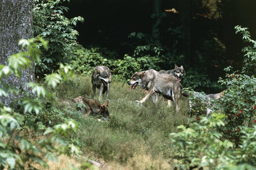 无人,站,躺,横图,室外,白天,草地,森林,山脉,植物,哺乳动物,狼,野生动物,德国,科学,捕食,田地,草,树干,自然,动物,摄影,环境,生物学,野狗,中欧,巴伐利亚,灰狼,步行,彩图,动物行为,动物学
