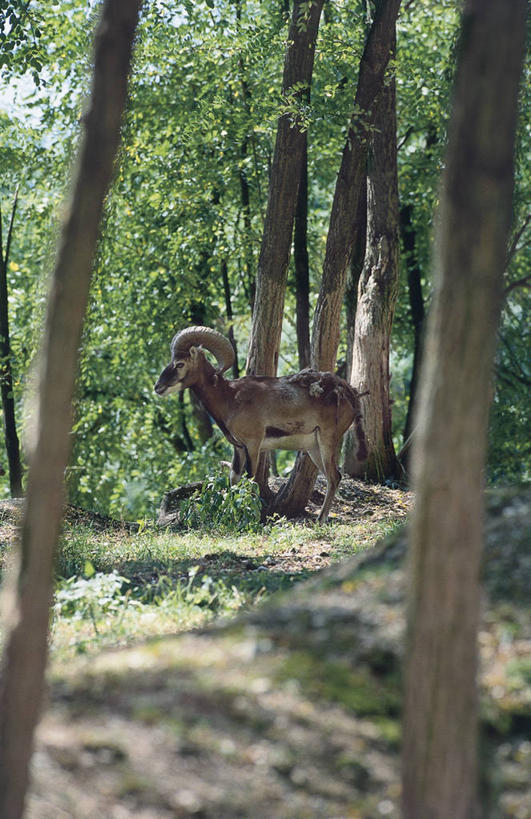 无人,站,竖图,室外,白天,侧面,森林,哺乳动物,野生动物,科学,自然,动物,摄影,食草动物,环境,生物学,偶蹄目,机敏,欧洲盘羊,彩图,动物学