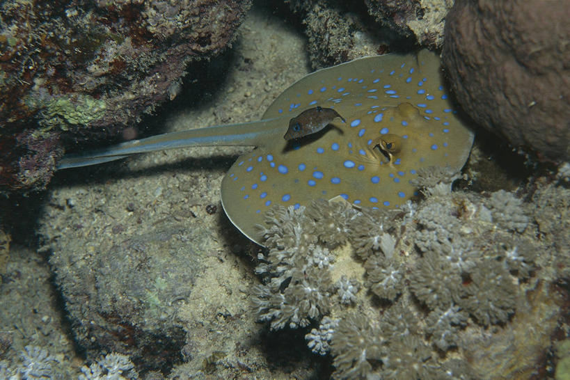 无人,横图,俯视,室外,海底,水下,野生动物,科学,斑点,鱼类,自然,动物,两只,摄影,环境,生物学,隐藏,伪装,魟,彩图,高角度拍摄,动物学,软骨鱼纲