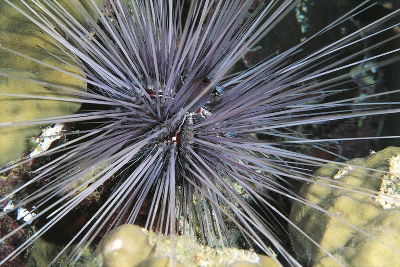 无人,横图,室外,特写,白天,水下,海胆,野生动物,科学,无脊椎动物,自然,动物,摄影,环境,锋利,生物学,尖锐,荆棘,棘皮动物,沙钱,彩图,动物学