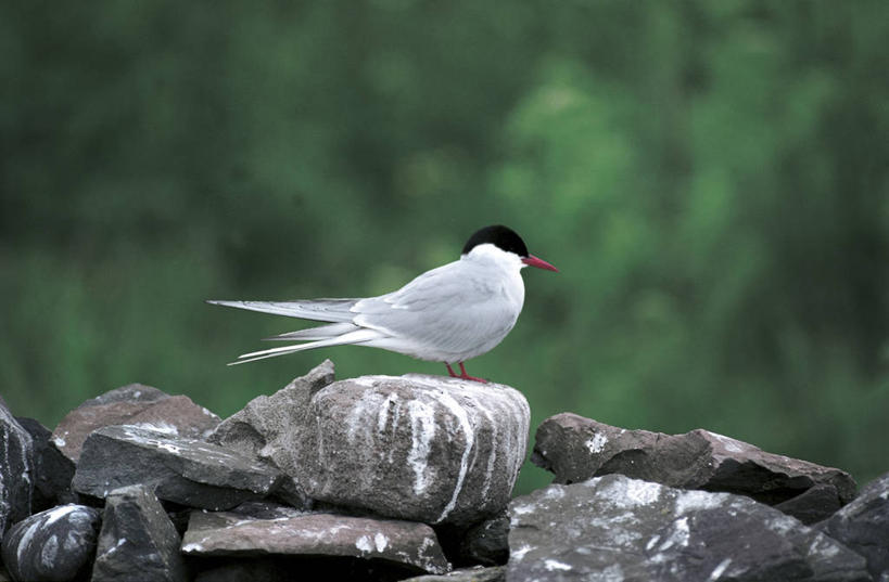 无人,站,横图,室外,白天,侧面,海鸟,野生动物,科学,鸟类,燕鸥,自然,动物,摄影,环境,生物学,岩石,彩图,动物学