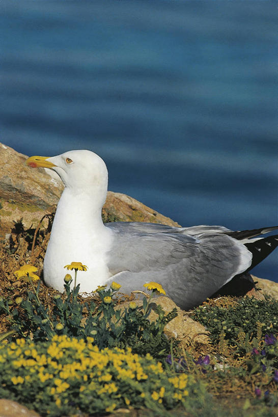 无人,坐,竖图,室外,特写,白天,侧面,植物,海鸥,科学,鸟类,海岸线,悬崖,花,动物,思考,摄影,生物学,黑脊鸥,海滩,彩图,动物学