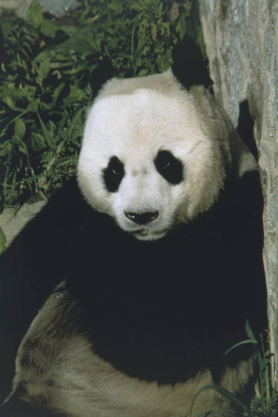 无人,动物园,坐,竖图,室外,白天,正面,哺乳动物,野生动物,熊,熊猫,中国,科学,动物,摄影,生物学,近景,大熊猫,东亚,濒危物种,彩图,动物学