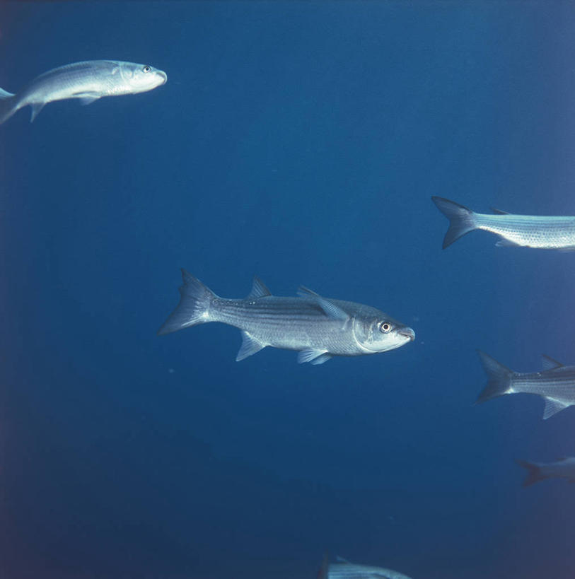 无人,竖图,方图,室外,白天,侧面,水下,野生动物,科学,鱼,摇滚,鱼类,蓝色,自然,摄影,鲈鱼,环境,生物学,飞机头,鲻鱼,朋克,花鲈,鲈板,鲈子鱼,彩图,动物学,钉子头,鸡冠头,朋克头