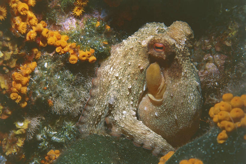 海鲜,无人,横图,水下,野生动物,章鱼,科学,水产,海洋生物,自然,动物,摄影,软体动物,部分,石吸,死牛,望潮,坐蛸,环境,生物学,水生动物,海产品,水生物,海底动物,头足类动物,石居,八爪鱼,彩图,动物学