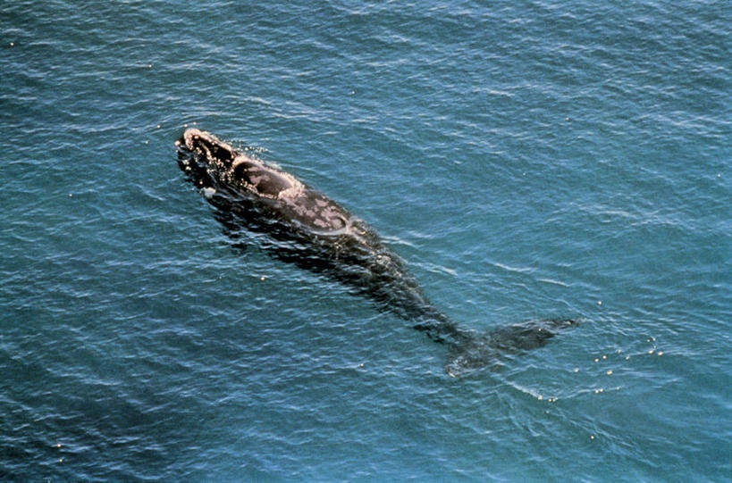 无人,横图,俯视,海洋,水,哺乳动物,野生动物,科学,动物,摄影,生物学,鲸类,南极脊美鲸,彩图,高角度拍摄,动物学