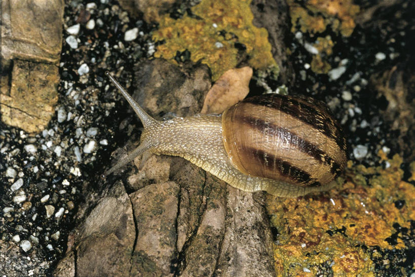 无人,横图,俯视,室外,白天,科学,蜗牛,无脊椎动物,自然,动物,摄影,软体动物,环境,生物学,鼻涕虫,腹足动物,岩石,彩图,高角度拍摄,动物学