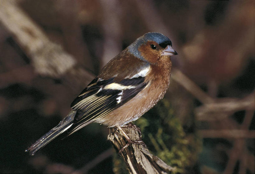 无人,横图,室外,白天,野生动物,科学,鸟类,枝,自然,动物,摄影,栖息,环境,生物学,苍头燕雀,彩图,动物学