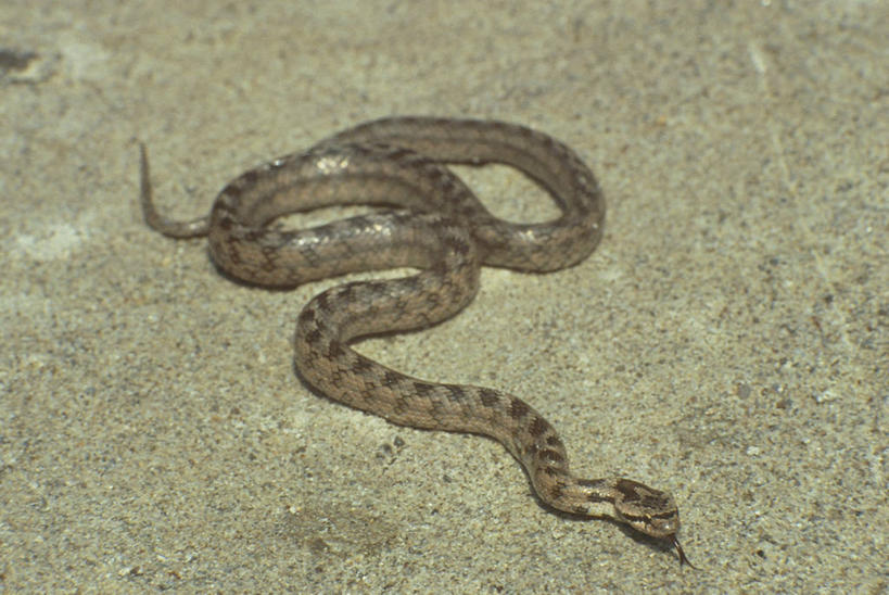 无人,横图,俯视,室外,白天,野生动物,科学,蛇,沙子,动物,摄影,生物学,彩图,高角度拍摄,动物学