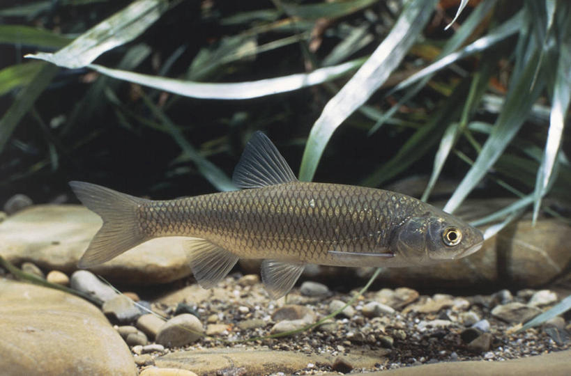 游泳,无人,横图,侧面,海底,水下,鲤鱼,野生动物,科学,鱼,水产,鱼类,自然,动物,鹅卵石,摄影,环境,生物学,水生动物,水生物,岩石,鲤子,鲤拐子,彩图,淡水生物,河鲜,动物学