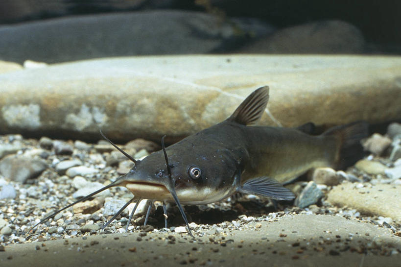 游泳,无人,横图,海底,水下,野生动物,科学,鱼类,自然,动物,鹅卵石,摄影,环境,生物学,岩石,彩图,动物学