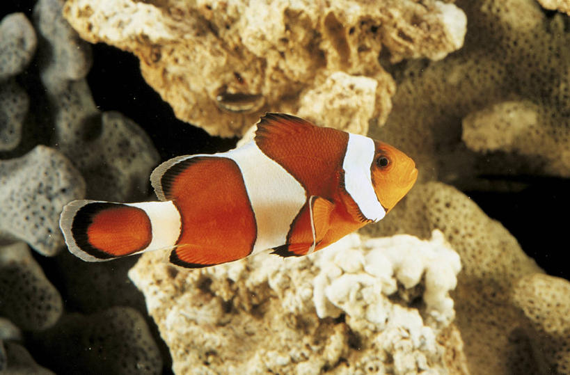 游泳,无人,横图,室外,白天,侧面,水下,海葵,热带鱼,野生动物,条纹,科学,鱼,珊瑚,小丑鱼,鱼类,自然,动物,摄影,鲈鱼,环境,生物学,咸水鱼,花鲈,鲈板,鲈子鱼,式样,彩图,动物学