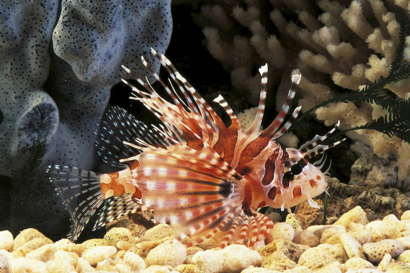 无人,横图,室外,白天,侧面,海底,水下,美景,野生动物,科学,鱼,珊瑚,景观,鱼类,自然,动物,景色,摄影,鲉,鲈鱼,环境,生物学,自然风光,蓑鲉,花鲈,鲈板,鲈子鱼,彩图,花斑短鳍蓑鲉,动物学